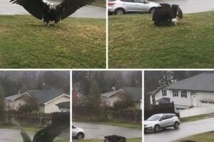 Giant Eagle captured in Bro!