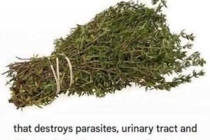 The Miracle Liquid Lurking in Your Kitchen: Why This Potent Natural Herb Is the Ultimate Weapon Against Parasites and Urinary Infections!