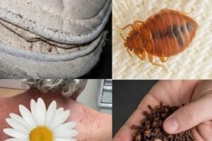 The Silent Invasion: Why You Must Check Your Mattress Before It’s Too Late