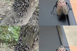 The Flashy Red Invader Destroying Your Backyard: Why You Must Declare War on This Pest Today