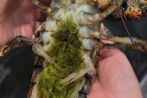 The Mystery of Lobster’s Green Goodies