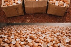 The Secret Garden Weapon Hiding in Your Kitchen Trash and Why Professional Gardeners Never Throw Eggshells Away