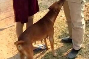 If your dog is sniffing your crotch, here’s what it means