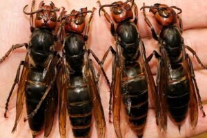 The Deadly Killer Bug Spreading Fear Across the Nation: The Terrifying Threat That Is Wiping Out Entire Colonies