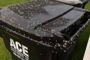 How to Get Rid of Maggots in Your Trash Can and Keep Them Away