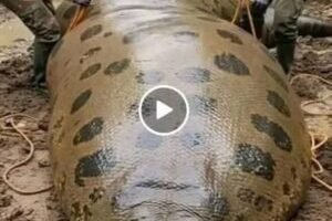 What they uncovered was beyond their wildest imagination—a woman wrapped inside the belly of the beast…