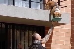 I Called the Police About a Biker on My Neighbor’s Balcony — Then I Saw What He Was Doing
