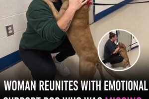 Woman reunites with her emotional support dog who was missing for 2 years: “Not a dry eye in the room”