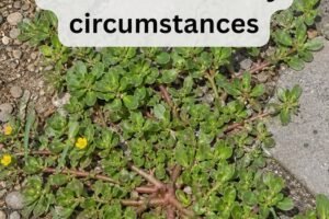 8 Reasons To Leave A Purslane Weed Growing