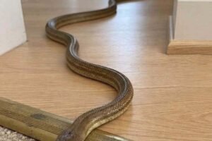 Found a Snake in Your House? Here’s What to Do Without Panicking..