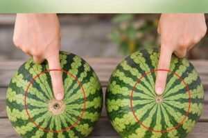 Perfecting Your Watermelon Pick