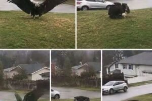 Giant Eagle captured in Bro!