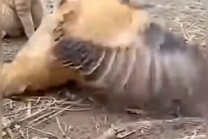 Farmyard Mayhem: Ferret vs. Rooster with a Curious Cat Spectator