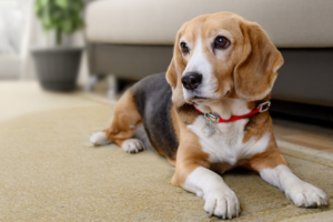 New Pet Ownership Rules Spark Debate Among Dog Lovers Over Future Limits