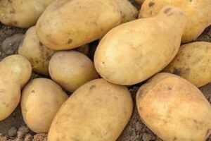 Doctors reveal that eating potatoes causes… See more…